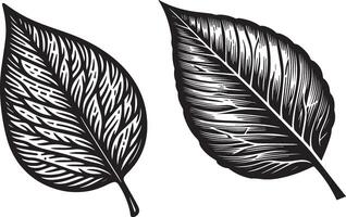 two leaves with different textures vector