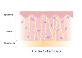 Elastin fibers and fibroblasts in dermis skin layer illustration. Elastin, yellow color protein that made of fibroblasts, returns stretched structure into original shape, found in blood vessels, skin. vector
