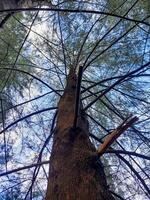 bottom view of tall pine tree with small branches against the sky photo