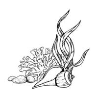 Black and white spiral seashell with corals, rocks and seaweed on seabed line ink illustration. Monochrome underwater plants and mollusk snail drawing. Seabed landscape sketch vector