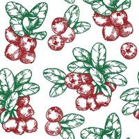 seamless pattern with cranberries. print in sketch style vector