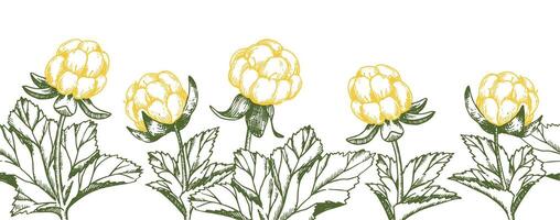 seamless border with cloudberries. illustration in sketch style vector