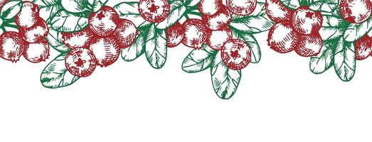 seamless border with cranberries. frame in sketch style vector