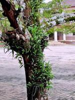 Close-up of a big tree in a playground. photo