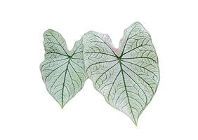 isolated leaves of Caladium bicolor Vent on white background. The leaves are heart shaped and come in a variety of colors. Soft and selective focus. photo