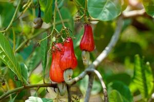 The cashew trees in the garden were full of ripe, bright red fruit. The fruit looks like rose apple or pear. At the end of the fruit there is a seed, shaped like a kidney. photo