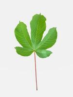 isolated Cochlospermum regium leaves on a white background. The leaves are single, alternately arranged, with 5 deeply pointed lobes. The leaf base is concave and heart-shaped. photo
