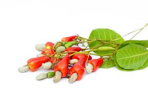 Isolated Bunch of cashew nuts on white background. The fruit looks like rose apple or pear. The young fruit is green. When ripe, it turns red-orange. At the end of the fruit there is a seed. photo