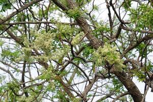 Siamese neem tree has feathery compound leaves. The leaves are smooth, shiny green. The flowers appear in clusters at the ends of the branches while the young leaves are soft white. photo