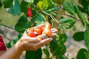 Cashew fruit in the hands of farmers. The fruit looks like rose apple or pear. The young fruit is green. When ripe, it turns red-orange. At the end of the fruit there is a seed, shaped like a kidney. photo
