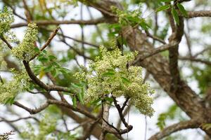 Siamese neem tree has feathery compound leaves. The leaves are smooth, shiny green. The flowers appear in clusters at the ends of the branches while the young leaves are soft white. photo