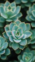 Close-up of a succulent with green leaves and red edges photo