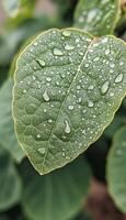 A Single Green Leaf Covered in Dew Drops photo
