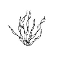 algae. Hand painted line seaweed, laminaria sketch. Graphic tropical clip art isolated on background. Underwater illustration. For designers, invitations, decoration, postcards, wrapping paper vector