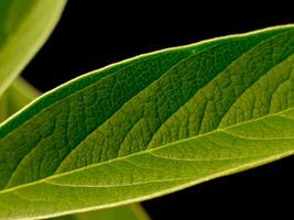 Closeup of a detailed green leaf with veins on a dark background. Suitable for naturethemed designs, environmental concepts, and botanical projects. photo