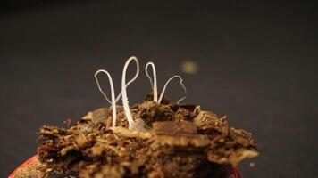 Three delicate white hairlike structures rising from brown soil. Perfect for illustrating growth, nature, environment, and beginnings in designs. photo