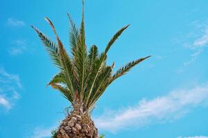 Upward view of palm tree with its fronds spreading out against clear blue sky. Summer background with tropical trees with green leaves photo