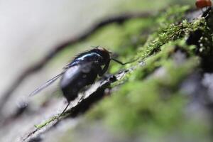 A fly on a moss covered tree, summer insects photo