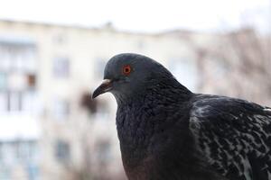 Pigeon closeup portrait, bird on the window, winter day, pigeon beautiful portrait, pigeons eyes in macro, Extreme Close Up photo