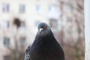 Pigeon closeup portrait, bird on the window, winter day, pigeon beautiful portrait, pigeons eyes in macro, Extreme Close Up photo