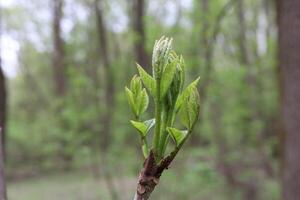 The appearance of the first leaves in the spring forest photo