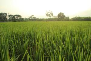 Beautiful Padi Padi Rice Fields in Asian Indonesian village in the morning at sunrise photo