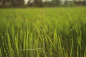 Beautiful Padi Padi Rice Fields in Asian Indonesian village in the morning at sunrise photo