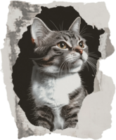 A cat is looking up through a hole in a paper png