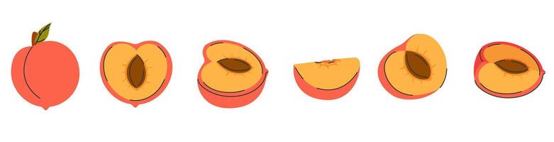 Peach fruit set, whole, half, slice, quarter, segment. Collection of peach fruit in hand drawn doodle style vector