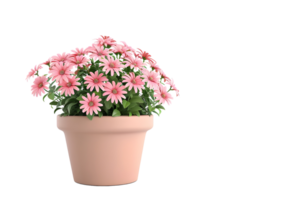 Rosa gerbera margaridas dentro Panela. isolado em transparente fundo png