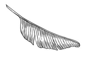 Palm leaf illustration in linear style. Outline Drawing of banana tree branch painted by black inks on isolated background. Etching of exotic tropical plant for greeting cards or invitations. vector