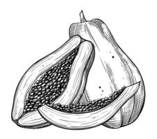 illustration of Papaya Fruits in linear style. Food etching of pawpaw plant painted by black inks on isolated background. Outline Drawing of exotic tropical dessert. Sketch for production label vector