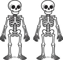 Two identical skeletons vector