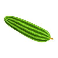 Cucumber Is A Fruit That Has A Fresh, Light, Crunchy, Neutral Taste, And Its Crispy Texture Makes It Very Refreshing. Cucumbers Can Grow In A Variety Of Climates vector