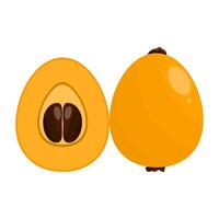 Loquat is a fruit that has a sweet and sour taste. This fruit usually grows in temperate and tropical climates vector