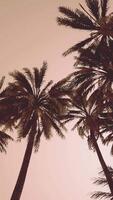 Underside of the coconuts tree with clear sky and shiny sun video