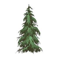 deodar tree which translates as Himalayan cedar Cedrus Deodara, Deodar isolated on white background vector