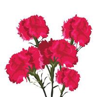 claveles which translates as Carnation flower vector