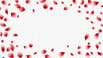 Frame rose petals or sakura realistic flying scattered. romantic background spring season vector