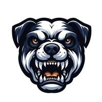 An angry bulldog head with fangs on a white background vector