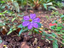 False Heather or Cuphea hyssopifolia is a small lavender flowers with fine evergreen leaves. It's popular in gardens for its beauty and easy care. photo