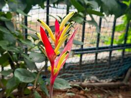 Heliconia hirsuta brightens gardens with vivid bracts, adding a tropical touch. photo
