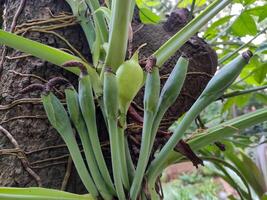 The Arrowhead vine has green stalks and cylindrical inflorescences. A spathe surrounds the flower, growing on a tree trunk in a tropical setting. photo