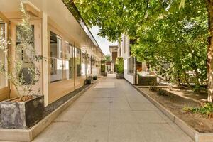A tree in a courtyard photo