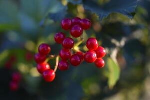 Red viburnum berries on a green bush. Viburnum opulus. Autumn berries on a bush. photo