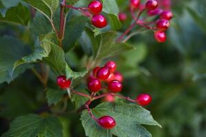 Red viburnum berries on a green bush. Viburnum opulus. Autumn berries on a bush. photo