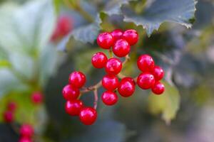 Red viburnum berries on a green bush. Viburnum opulus. Autumn berries on a bush. photo
