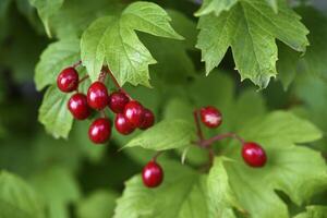 Red viburnum berries on a green bush. Viburnum opulus. Autumn berries on a bush. photo