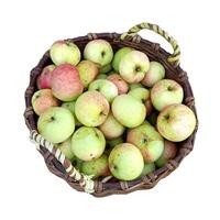 Wicker basket with two handles filled with ripe red-yellow apples - color photo on white background, top view, isolate for design