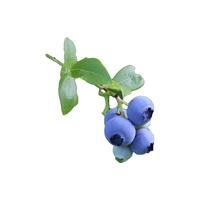 Ripe blueberries on a branch with leaves - color photo on a white background, isolate for design.